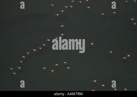 Flamants Roses en plongée des formation de vol Banque D'Images