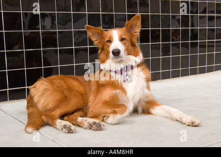 Stock photo d'un mixed breed dog brun et blanc. Banque D'Images