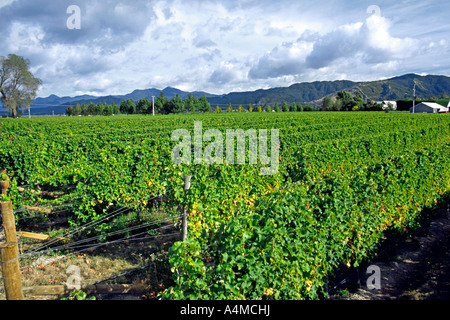 Vignobles de la Cloudy Bay estate dans la région de Marlborough, île du sud de la Nouvelle-Zélande. Banque D'Images
