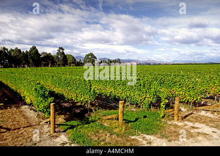 Vignobles de la Cloudy Bay estate dans la région de Marlborough, île du sud de la Nouvelle-Zélande. Banque D'Images