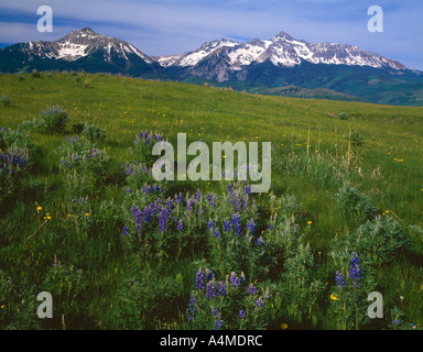 Prairie avec un été tout en fleurs des montagnes de San Miguel Banque D'Images