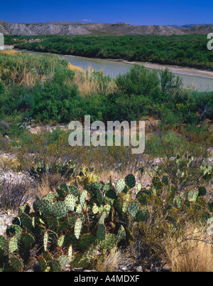 Cactus de castor près de riverbank Banque D'Images