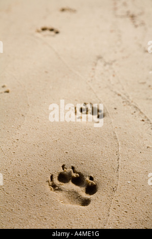 Dingo - les pistes de Fraser Island, Queensland, Australie Banque D'Images