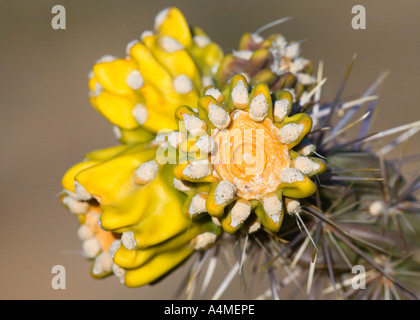 Détail de Cholla cactus Banque D'Images