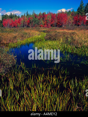 Automne érable dans bog Baxter State Park Banque D'Images