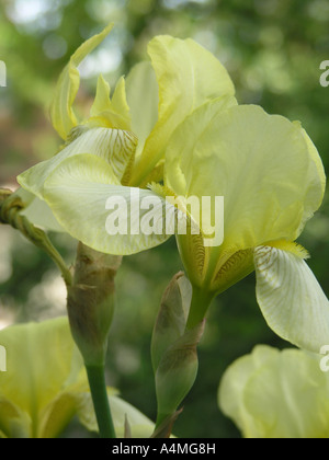 Iris jaune Banque D'Images