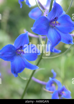 Close up detail delphinium Banque D'Images