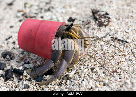 L'hermite terrestre Coenobita, sp, à l'aide d'un bouchon de vase rouge comme une coquille de protection au lieu de l'habituelle mollusk shell. Banque D'Images