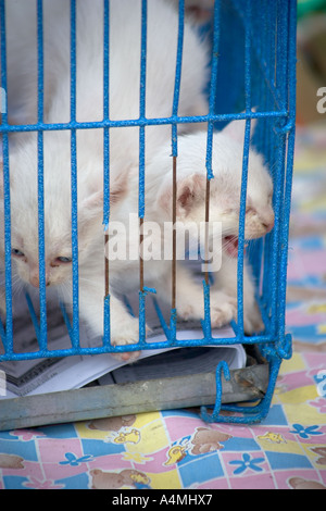 Marché de Chatuchak Décrochage Pet Bangkok Thaïlande Banque D'Images