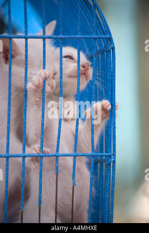 Marché de Chatuchak Décrochage Pet Bangkok Thaïlande Banque D'Images