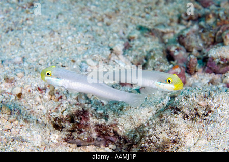 Une paire de tête d'or Sleeper gobies, Valenciennea strigata) également connu sous le nom de Blueband Goby. Banque D'Images