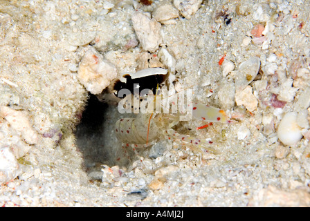 Cap Blanc, gracilosa Lotilia gobies crevettes vivant en symbiose avec un gobie à taches rouges, crevettes Alpheus rubromaculatus, Banque D'Images