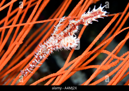 Une Solenostomus paradoxus, syngnathe fantôme piscine en face de la mer rouge de fouets, Banque D'Images