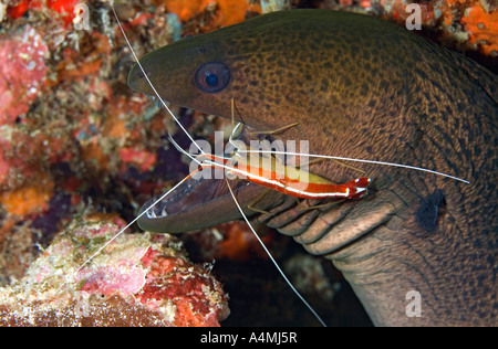 Gymnothorax javanicus murène géante, et plus propre, la crevette Lysmata amboinensis. Banque D'Images