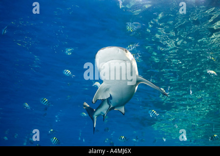 Un requin Shark natation le long du bord de récif montrant la face caudale de la bouche et du ventre Banque D'Images