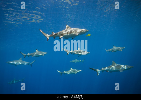 Pack de requin Carcharhinus melanopterus, requins, et les requins gris de récif, Carcharhinus amblyrhynchos, natation en eau peu profonde. Banque D'Images