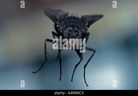 Macrophotograph une mouche domestique (Musca domestica) en vol. Macrophotographie d'une mouche (Musca domestica) en plein vol. Banque D'Images
