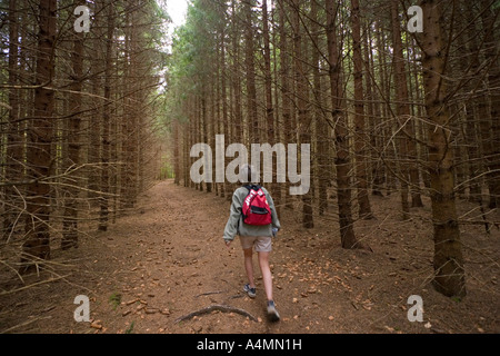 Dame Un randonneur dans une forêt de sapin d'Auvergne (France). Randonneuse dans une sapinière d'Auvergne (France). Banque D'Images