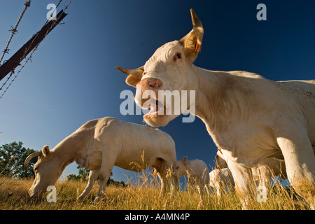 Vaches charolaises en Auvergne (France). Vaches (Bos taurus domesticus) de race Charolaise en Auvergne. Banque D'Images