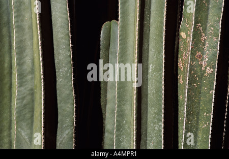 Maroc Marrakech Close up of Cactus Cereus hexagonus au Jardin Majorelle Banque D'Images