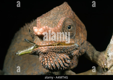 Short-horned Chameleon (Furcifer brevicornis), Parc National de Mantadia Andasibe Perinet, Réserver Madagascar Banque D'Images