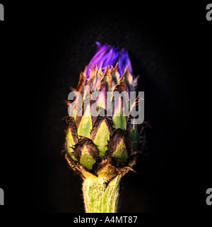 Bleuet bleu sur fond noir Banque D'Images