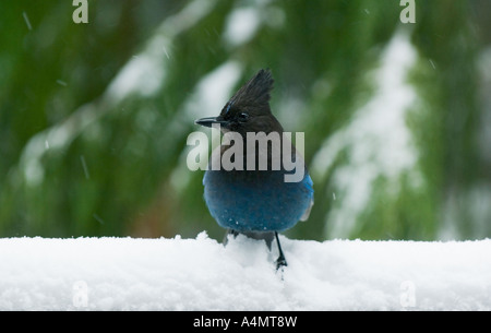 Le Geai de Steller (Cyanocitta stelleri) dans la neige Cascade Mountains, New York USA Banque D'Images