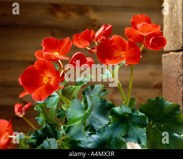 RIEGER BEGONIA (BEGONIA X HIEMALIS) 'SCHWABENLAND RED' TRAVERSE UNE CIRE BEGONIA ET UNE TUBÉREUSE BEGONIA Banque D'Images