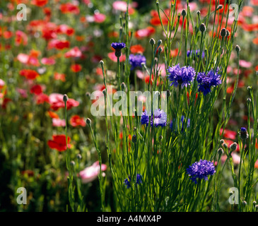 Bleuet (CENTAUREA CYAUS) et du pavot (Papaver sp.) Dans WILDFLOWER MEADOW Banque D'Images