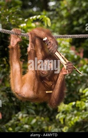 Tournoi jeunes Orang utang Pongo pygmaeus pendaison de corde Banque D'Images