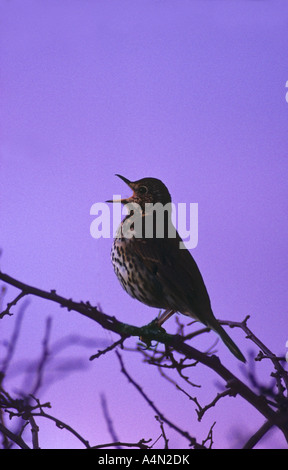 Grive musicienne Turdus philomelos chantant à l'aube Banque D'Images