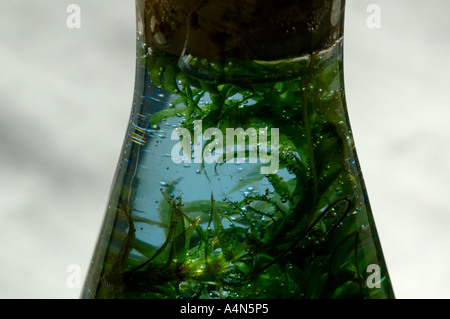 Plante aquatique, Elodea, dans la fiole de bleu de bromothymol indicateur pour le dioxyde de carbone, l'expérience des étudiants sur la photosynthèse Banque D'Images