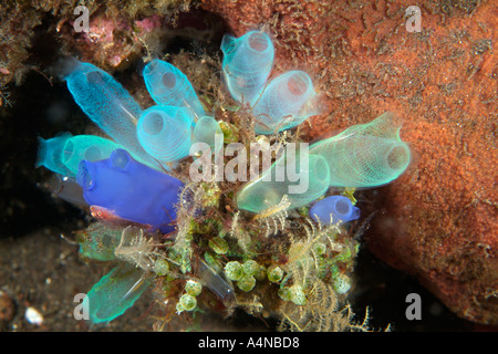 Nm0740 D TUNICIERS Rhopalaea sp également appelé ASCIDIE Indonésie Océan Pacifique Indo Copyright Brandon Cole Banque D'Images