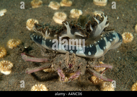 Nm0912 CRABE DÉCORATEUR D Ethusa sp avec des méduses à l'arrière de l'océan Pacifique Indo Indonésie Copyright Brandon Cole Banque D'Images