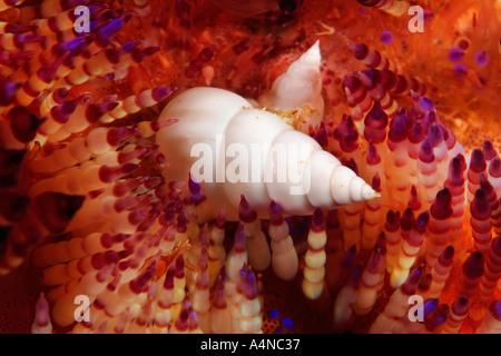 Nm0003 D Luetzenia asthenosomae escargots parasitaires sur FIRE Sea Urchin Indonésie Océan Indo-pacifique Copyright Brandon Cole Banque D'Images