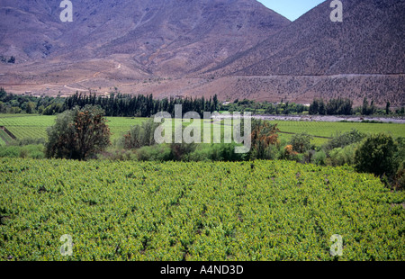 Vignobles de la vallée d'Elqui, Chili Banque D'Images