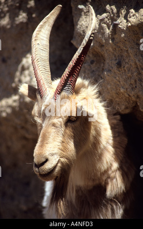 Les chèvres cachemire sont cultivées près de Yining, province du Xinjiang, dans le nord-ouest de la Chine Banque D'Images