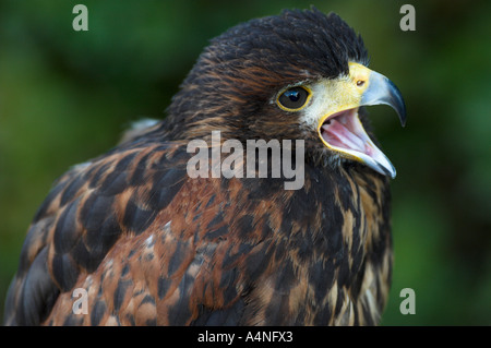 American Harris Hawk utilisés en fauconnerie Espagne conditions contrôlées Banque D'Images