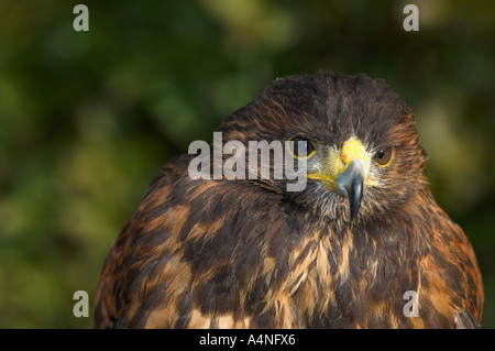 American Harris Hawk utilisés en fauconnerie Espagne conditions contrôlées Banque D'Images