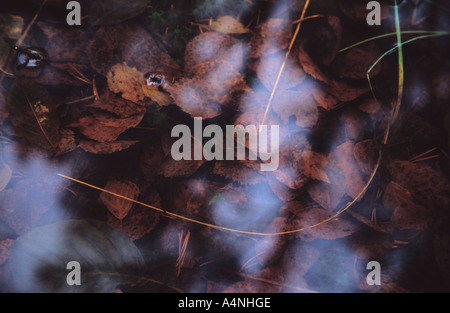 Les feuilles tombées dans l'eau des marais Banque D'Images