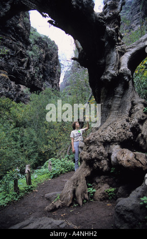 Châtaignier Castanea sativa dans la vallée de Barranco del Infierno Tenerife Espagne Banque D'Images