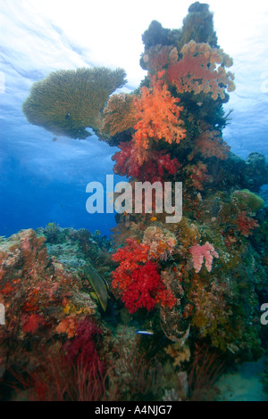 Tête de corail hébergeant une variété de coraux mous et durs Ulong channel Palau Micronésie Banque D'Images