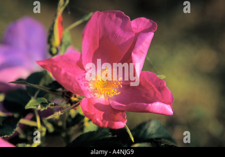 Close-up of Japanese rose fleur Rosa rugosa Banque D'Images