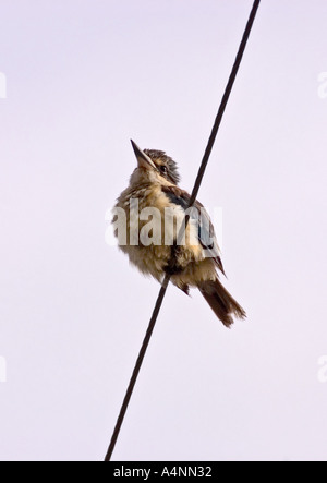 New Zealand Kingfisher Banque D'Images