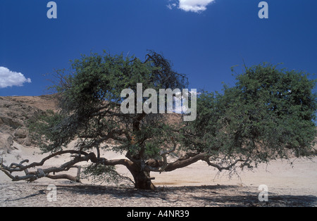 Camelthorn tree acacia erioloba entraînement Welwitschia désert du Namib Namib Naukluft Park Natiional Namibie Afrique du Sud Banque D'Images