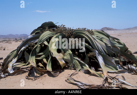 Mirabilis Welwitschia Welwitschia de plantes du désert de Namib Naukluft National Park Afrique Namibie Banque D'Images