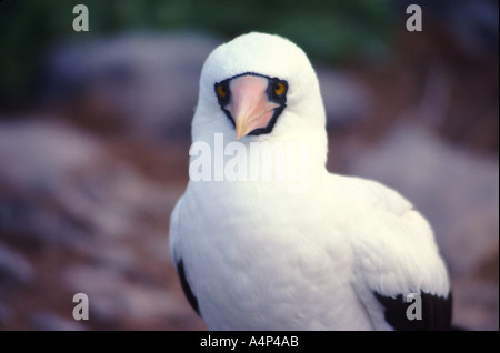 Fou masqué Îles Galapagos Équateur Amérique du Sud Banque D'Images