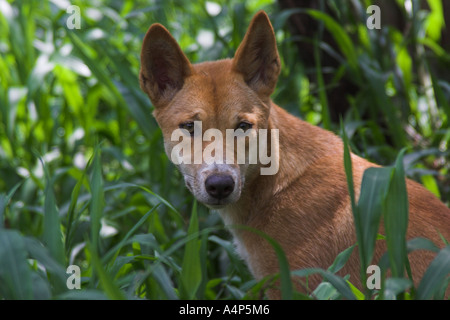 Dingo, canis lupus dingo Banque D'Images