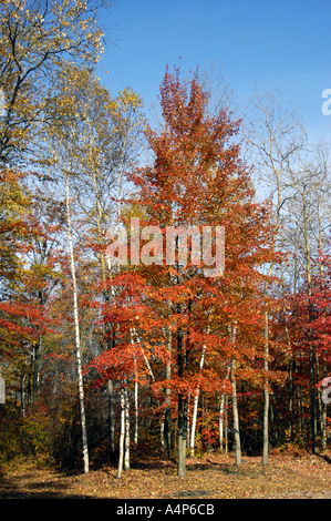 La couleur de l'automne du Michigan splendeur Banque D'Images