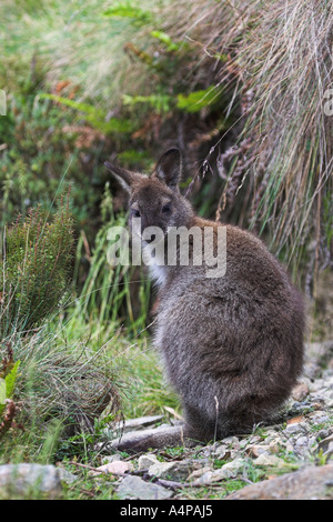 Wallaby à cou rouge, macropus rufogriseus wallaby bennetts, Banque D'Images